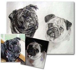 pet Portrait pencil drawing of pugs